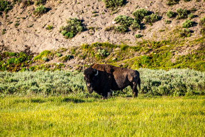 Horse standing in a field