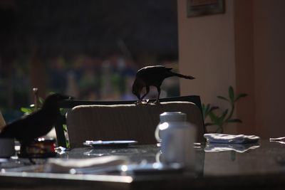 Ravens perching at outdoor restaurant