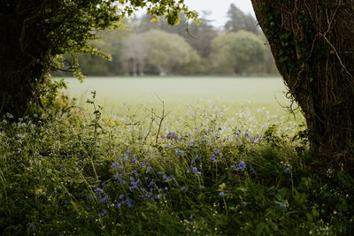 Scenic view of lake amidst grassy field