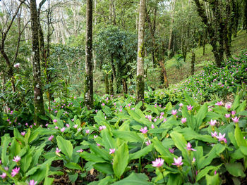 Flowering plants and trees in forest