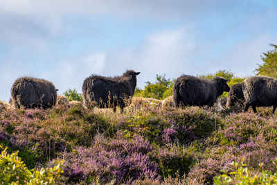 Sheep grazing in a heather field on the island sylt