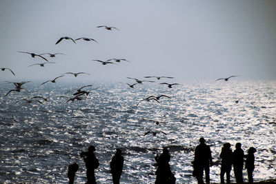 Silhouette birds flying over the lake