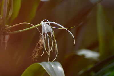 Close-up of white flowering plant