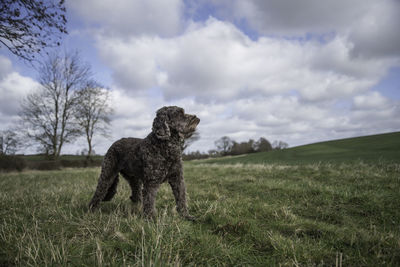 View of a dog on landscape