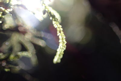 Close-up of plant