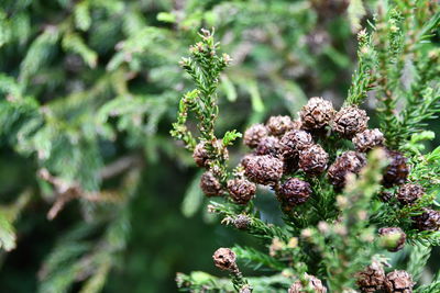 Close-up of flowering plant