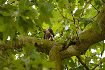 Low angle view of bird perching on branch