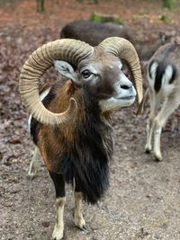 Goat standing in a field