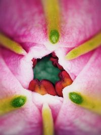 Close-up of pink flowers