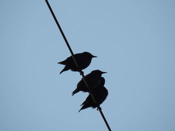 Low angle view of birds perching on the sky
