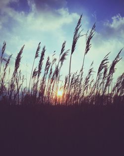 Scenic view of landscape at sunset