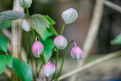 Close-up of flowering plants against blurred background