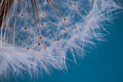 Close-up of feather over white background