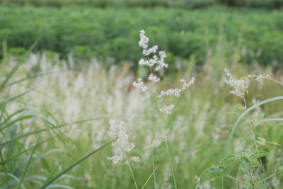 Close-up of flowering plant on field