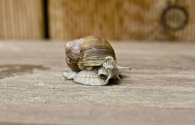 Close-up of snail on wood