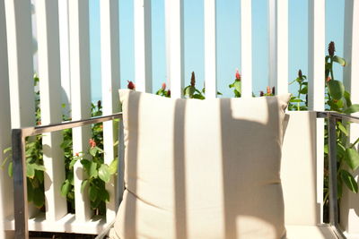 Potted plants on window sill