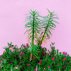 Close-up of plant against wall