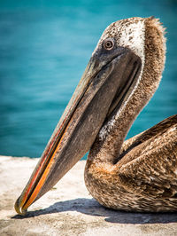 Close-up of pelican on shore