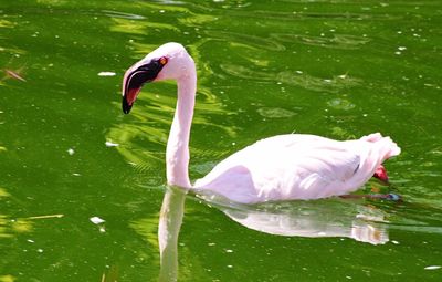 Swan swimming in lake