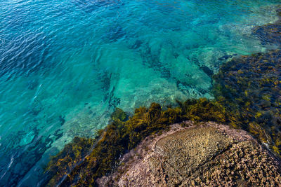 High angle view of coral in sea