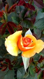 Close-up of yellow flower