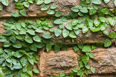 Close-up of ivy growing on tree trunk