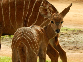 Giraffe standing on field