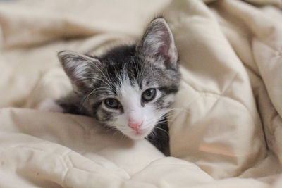 Portrait of kitten lying in blanket