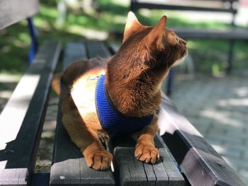 Dog sitting on bench