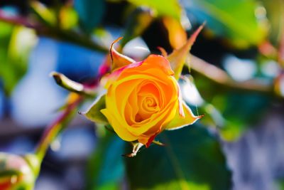 Close-up of rose against blurred background