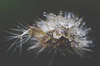 Close-up of water drops on flower