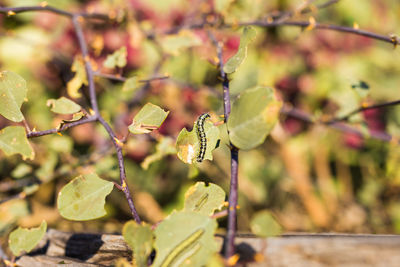 Close-up of leaves on plant