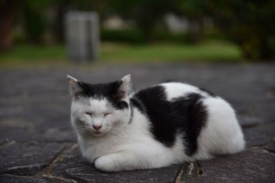Portrait of a cat on footpath