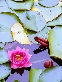 High angle view of lotus water lily in pond