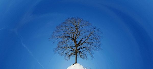 Tree against sky