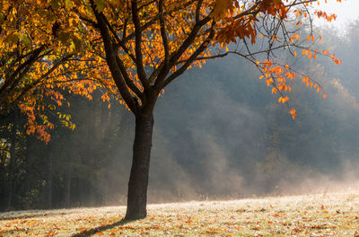 Autumn tree in the mist