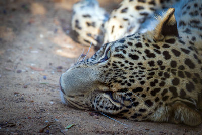 Close-up of a cat lying on field