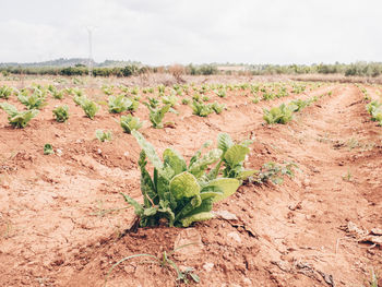 Plant growing on field against sky
