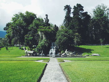 View of trees in park