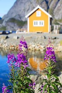 Close-up of pink flowering plant against building