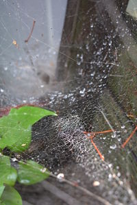 Close-up of spider on web