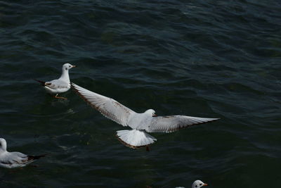 Bird flying over water