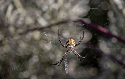 Close-up of spider on web