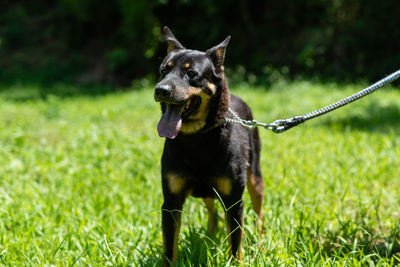 Black dog looking away on field