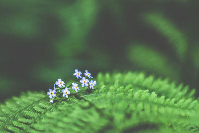 Close-up of purple flowers