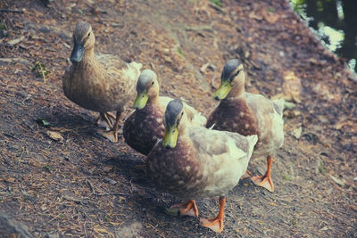 Ducks in a field