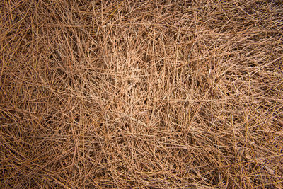 Full frame shot of dry plants on field