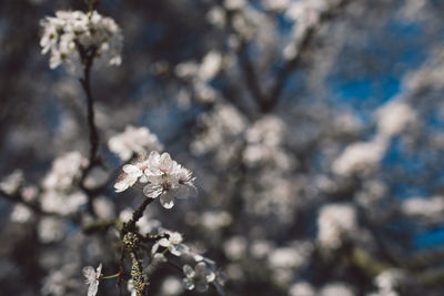 Close-up of white cherry blossom tree