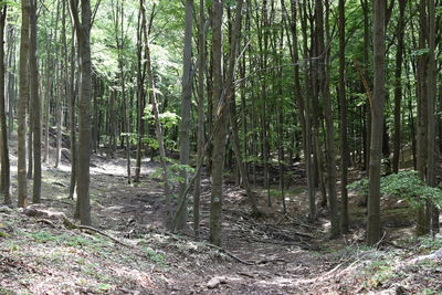 Trees in forest