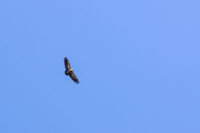 Low angle view of bird flying